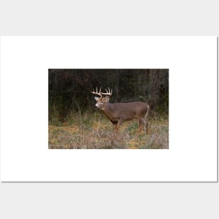 On the hunt - White-tailed deer Buck Posters and Art